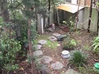 ワンダと庭 - 大崎徒歩3分：ビーグル犬ワンダとハウスシェア} - ルームシェアルームメイト