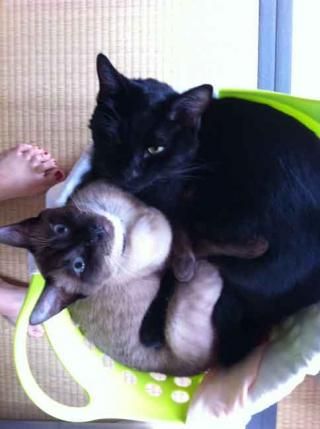 ペット - 梅田三宮通勤圏内■■■西宮市甲陽園■■■和風一軒家} - ルームシェアルームメイト