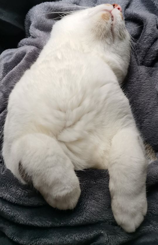 その他 - 女性限定 猫とルームシェア 都内・駅徒歩2分 個室あり綺麗な内装 共用WIC プロジェクター有ネトフリアマプラ見られます} - ルームシェアルームメイト