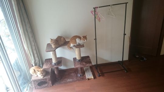 リビング - 猫可 ペット可 東京都 葛飾区 新小岩駅 徒歩4分 マンション 女性、非喫煙者のみ 個室 貸します} - ルームシェアルームメイト