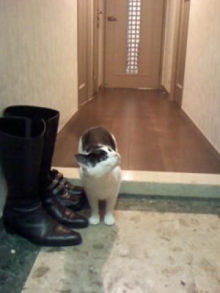 玄関 - 即入居・１日からＯＫです。女性専用個室￥2480円/１日～♪　新小岩} - ルームシェアルームメイト