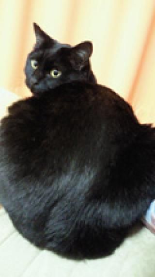 ペット - 梅田三宮通勤圏内■■■西宮市甲陽園■■■和風一軒家} - ルームシェアルームメイト