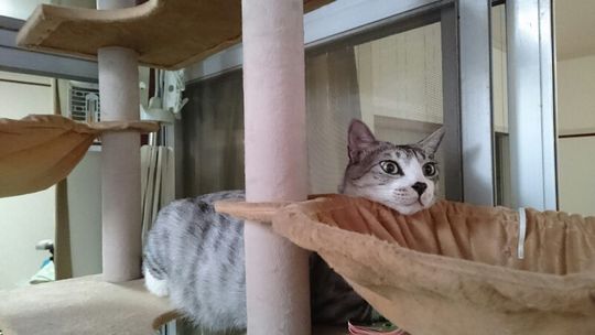 その他 - 天文館に徒歩圏内です！} - ルームシェアルームメイト