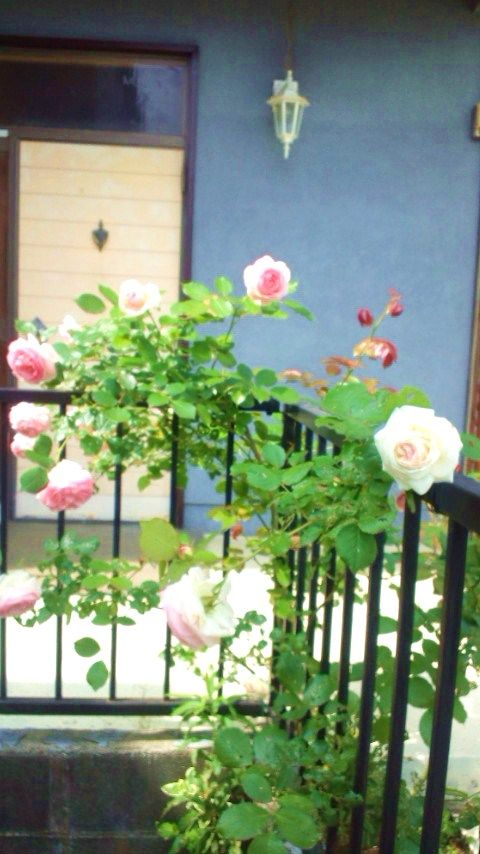 玄関 - 田園都市線青葉台・藤が丘　初期費用無料！お米無料！女性専用シェアハウスオープン♪} - ルームシェアルームメイト