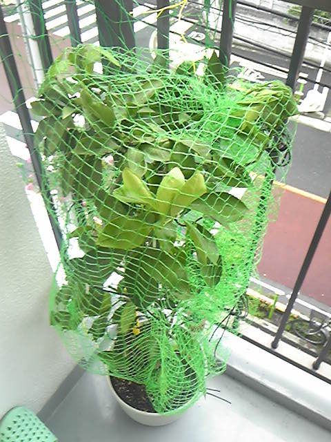 ベランダ - 三田線でよろしければ＾＾} - ルームシェアルームメイト