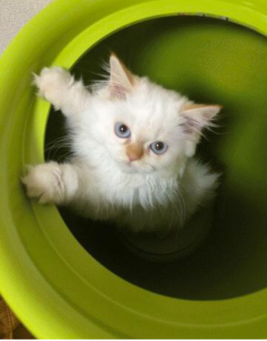 その他 - 【ペット・楽器可能】MacBook Air、iPad mini、原付etc貸出可能【豊中古マンションをオシャレに】} - ルームシェアルームメイト