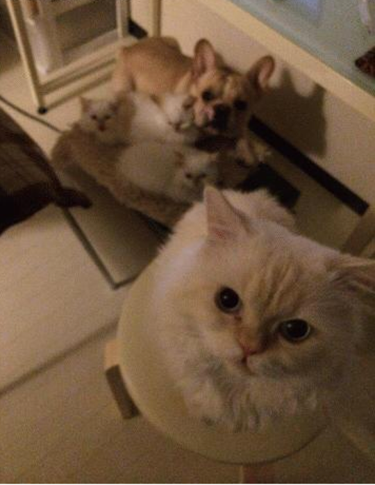 その他 - 【ペット・楽器可能】MacBook Air、iPad mini、原付etc貸出可能【豊中古マンションをオシャレに】} - ルームシェアルームメイト