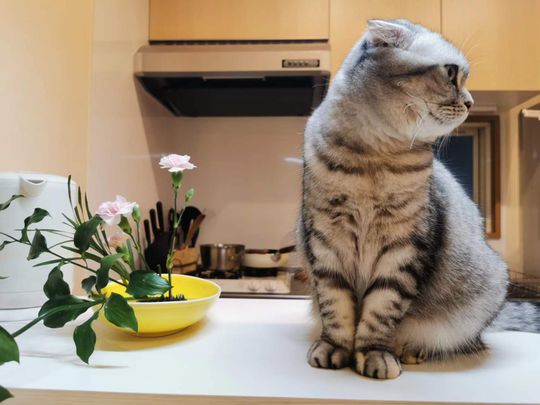 その他 - ＊大卒以上女性限定＊東京都西麻布＊家具整備＊礼金敷金ゼロ＊短期契約可＊} - ルームシェアルームメイト