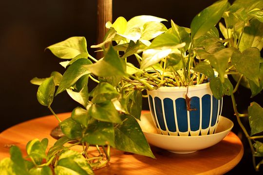 キッチン - 池袋他、徒歩で５駅利用可！　■■【フクロウハウス池袋】おかえりが待ってるシェアハウス■■} - ルームシェアルームメイト