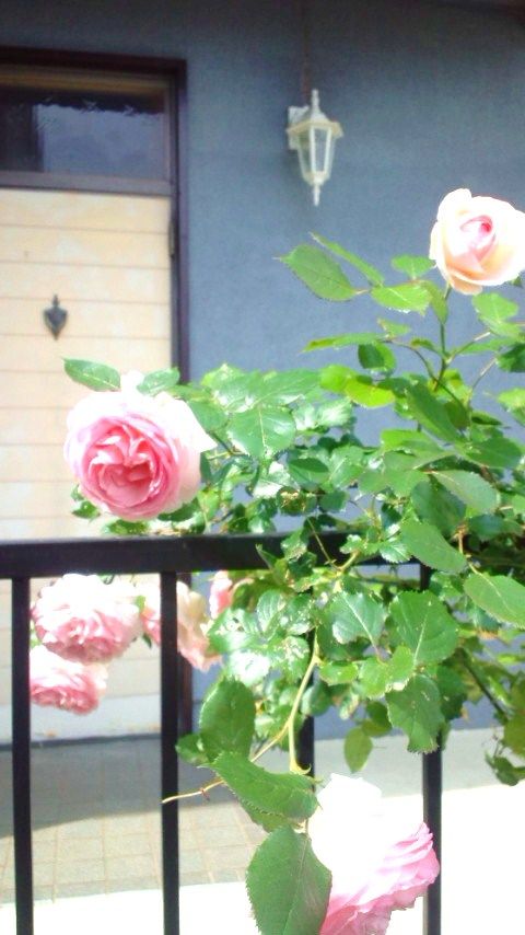 建物 - 【入居月家賃無料】夕食無料+宅配受取ok¥36000渋谷横浜30分女性3人制シェアハウス} - ルームシェアルームメイト