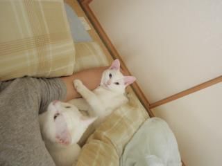 ペット - マンション10f　3ldk} - ルームシェアルームメイト