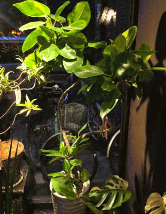 リビング - 【ペット・楽器可能】MacBook Air、iPad mini、原付etc貸出可能【豊中古マンションをオシャレに】} - ルームシェアルームメイト