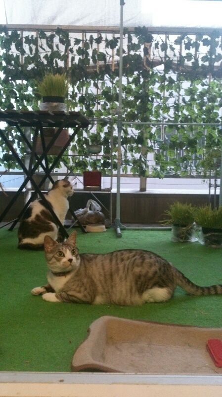 ベランダ - 天文館に徒歩圏内です！} - ルームシェアルームメイト