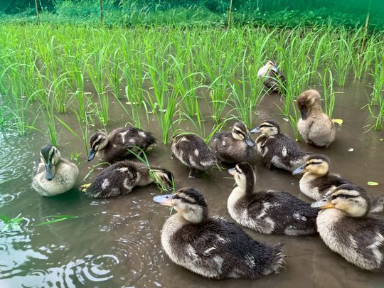 その他 - 半自給自足型コミュニティ　シェアメンバー募集} - ルームシェアルームメイト