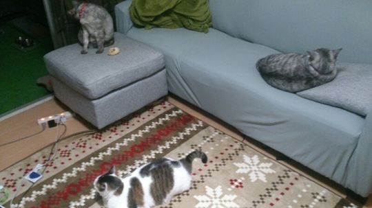 リビング - 天文館に徒歩圏内です！} - ルームシェアルームメイト