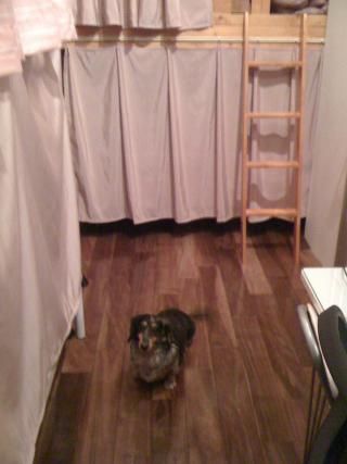 室内 - ペット可のおしゃれなデザイナーズマンションでのシェアメイト募集です(^o^)／} - ルームシェアルームメイト